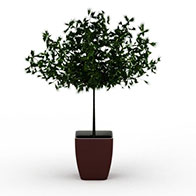3D松树盆栽模型