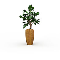 槟郎盆栽3D模型
