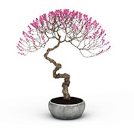 3D粉色梅花盆栽模型