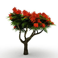 针叶红花树3D模型