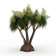 3D白花针叶灌木模型