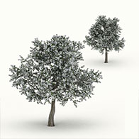 白花梨树3D模型