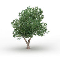 橄榄树3D模型