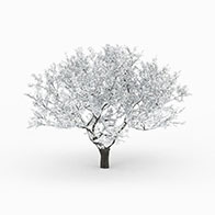 冬季落雪树3D模型