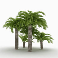 3D棕榈树林模型
