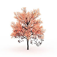 3D粉色树模型