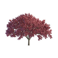 3D樱桃树模型