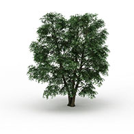 3D绿化树模型 