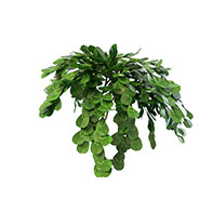3D绿色灌木模型