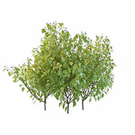 3D茂盛灌木模型